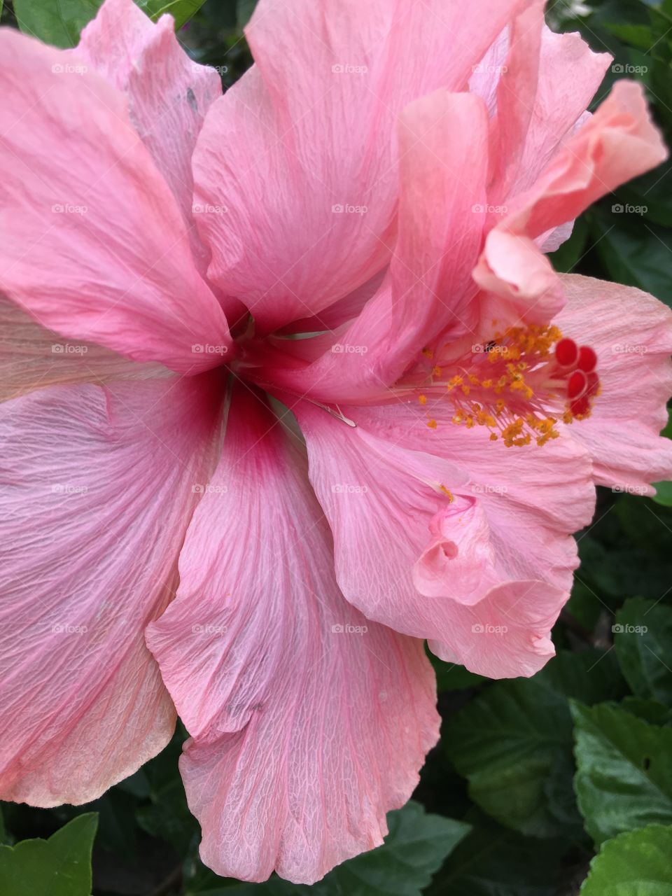Pink Hibiscus