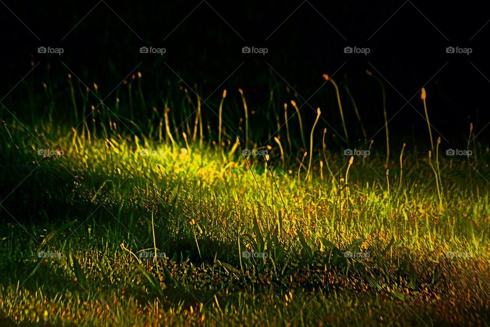 Grass and light