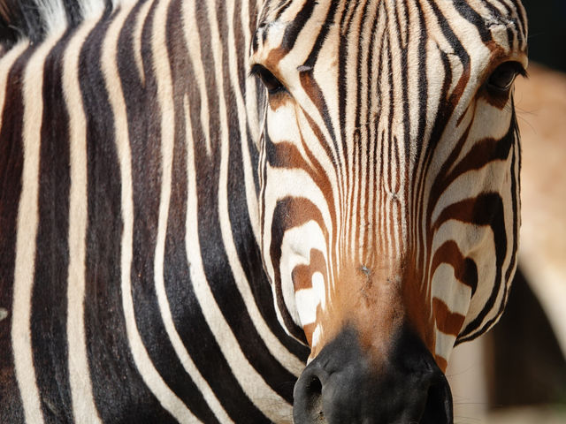 Zebra.