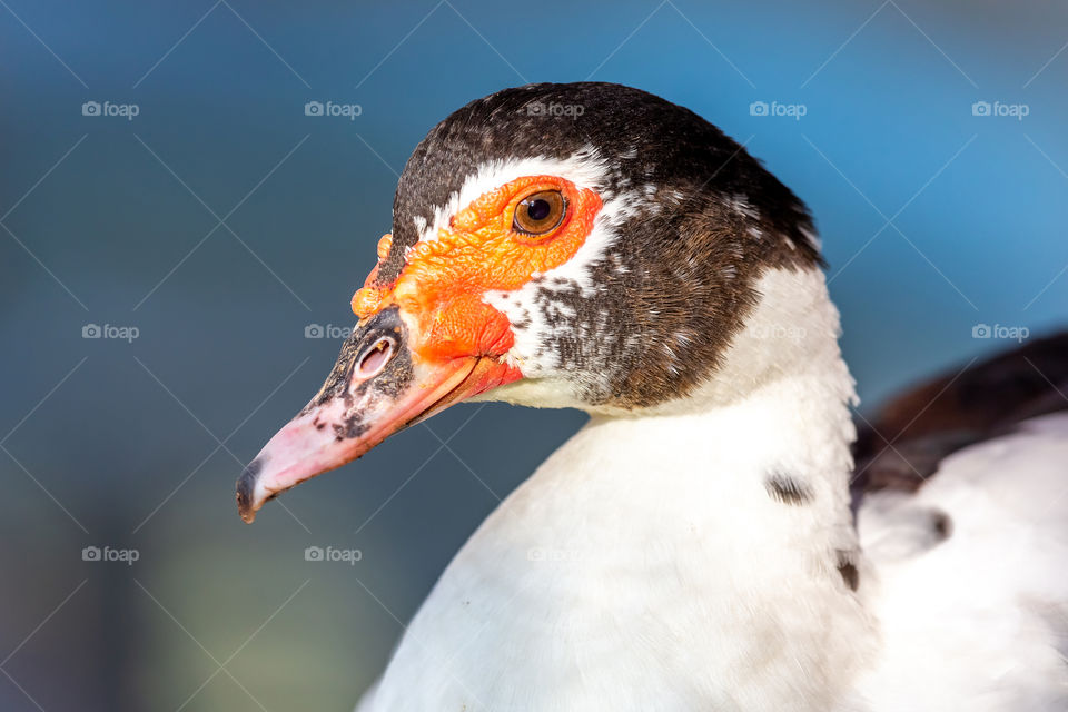 Closeup portrait of muscovy duck