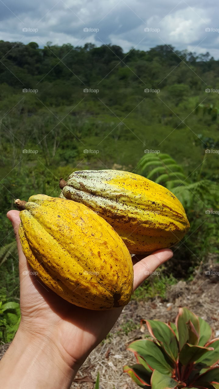 Cacao Fruit