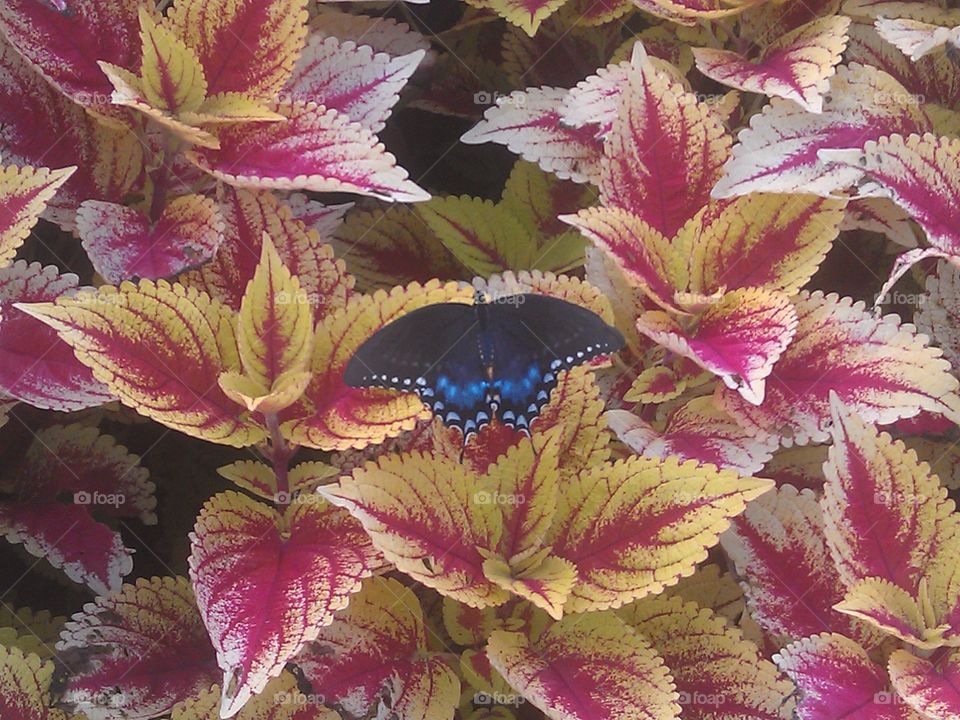 Butterfly on Coleus. Butterfly Break on Coleus