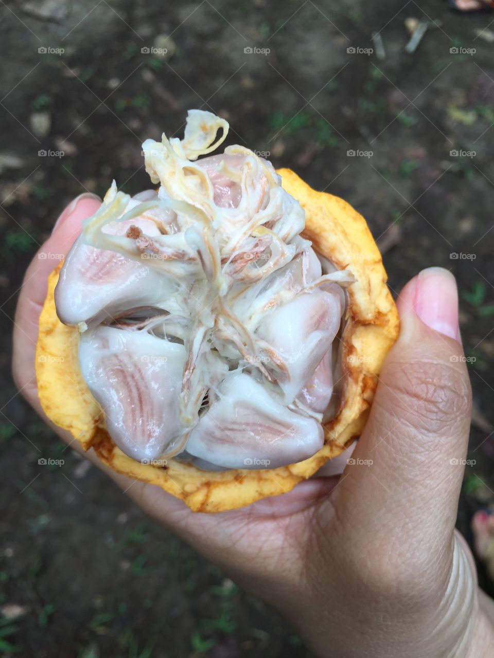 Cacao fruit