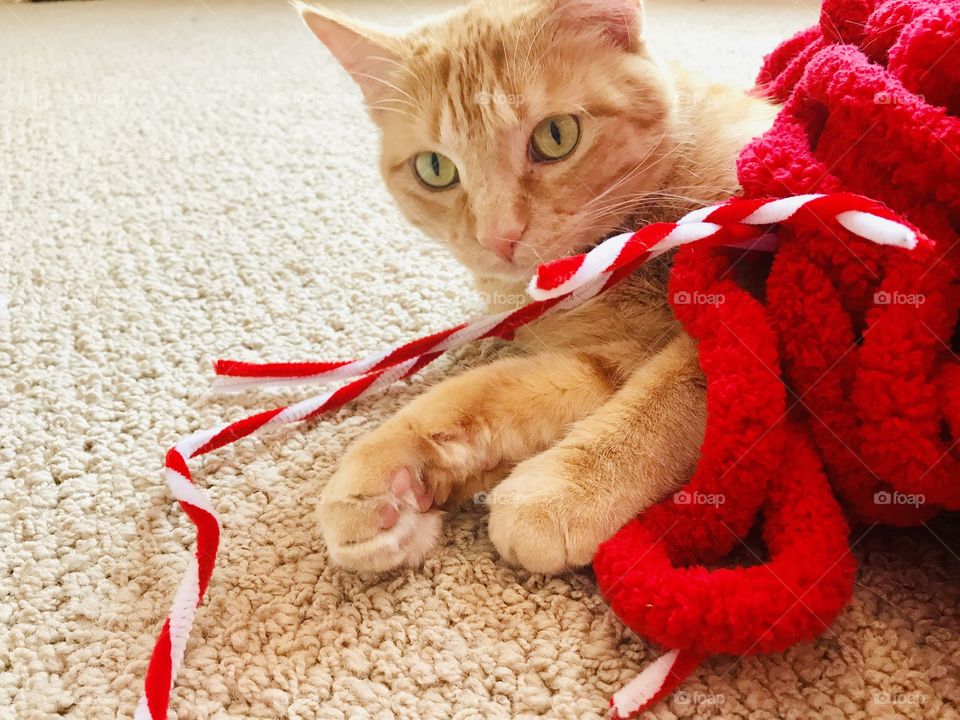 Darling photo of orange tabby cat playing in red yarn and a bunch of pipe cleaners! 