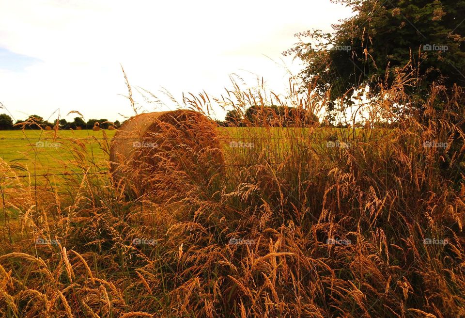 golden landscape