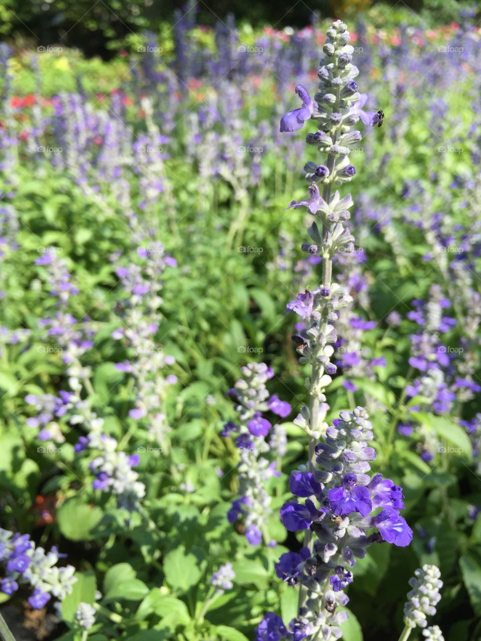 Blue salvia 