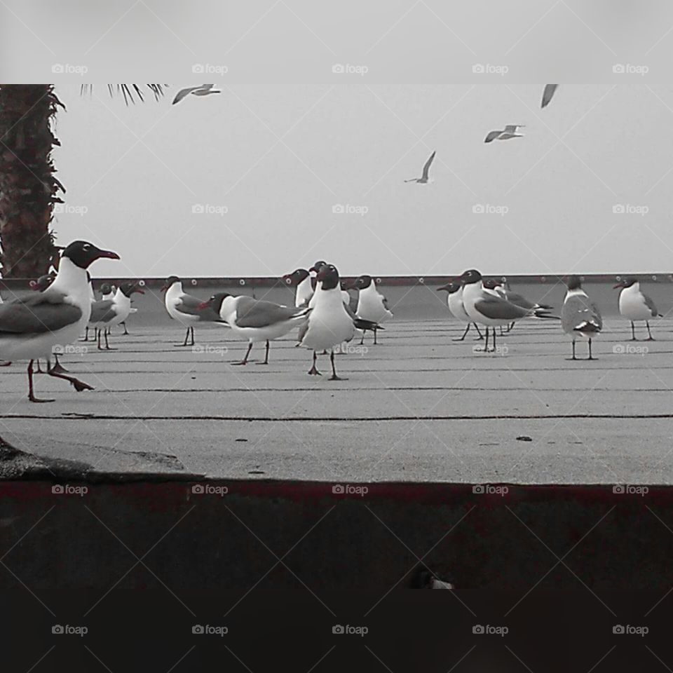 Seagulls day. Galveston Tx