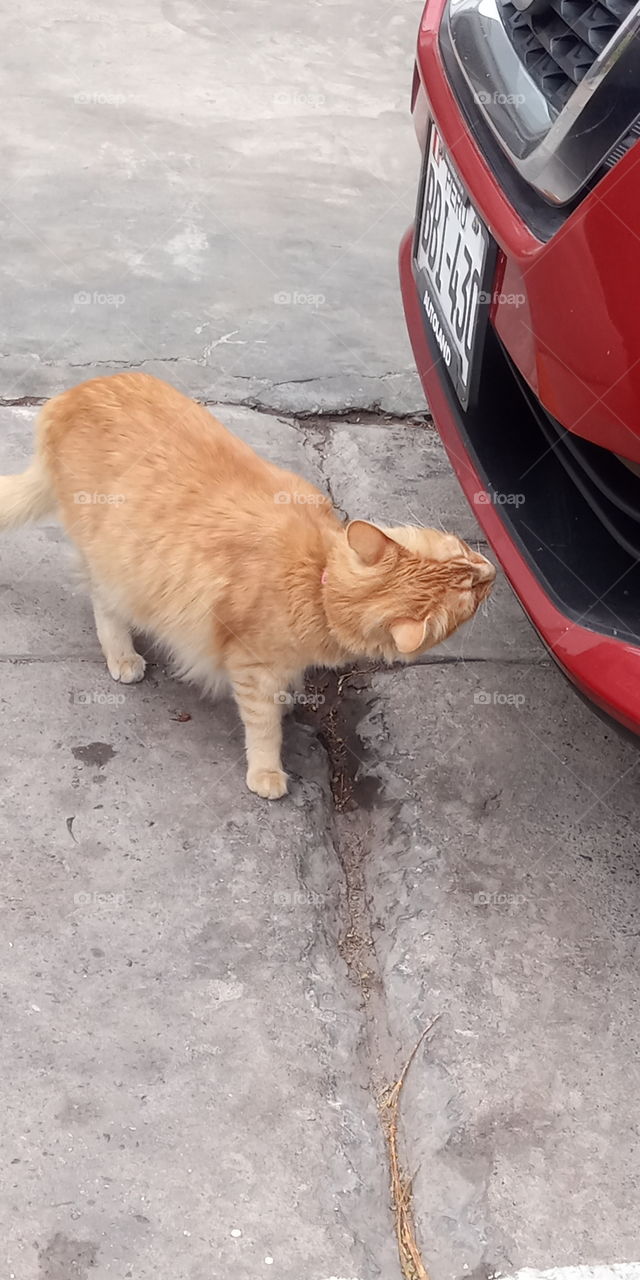 Lovely and pampered cat