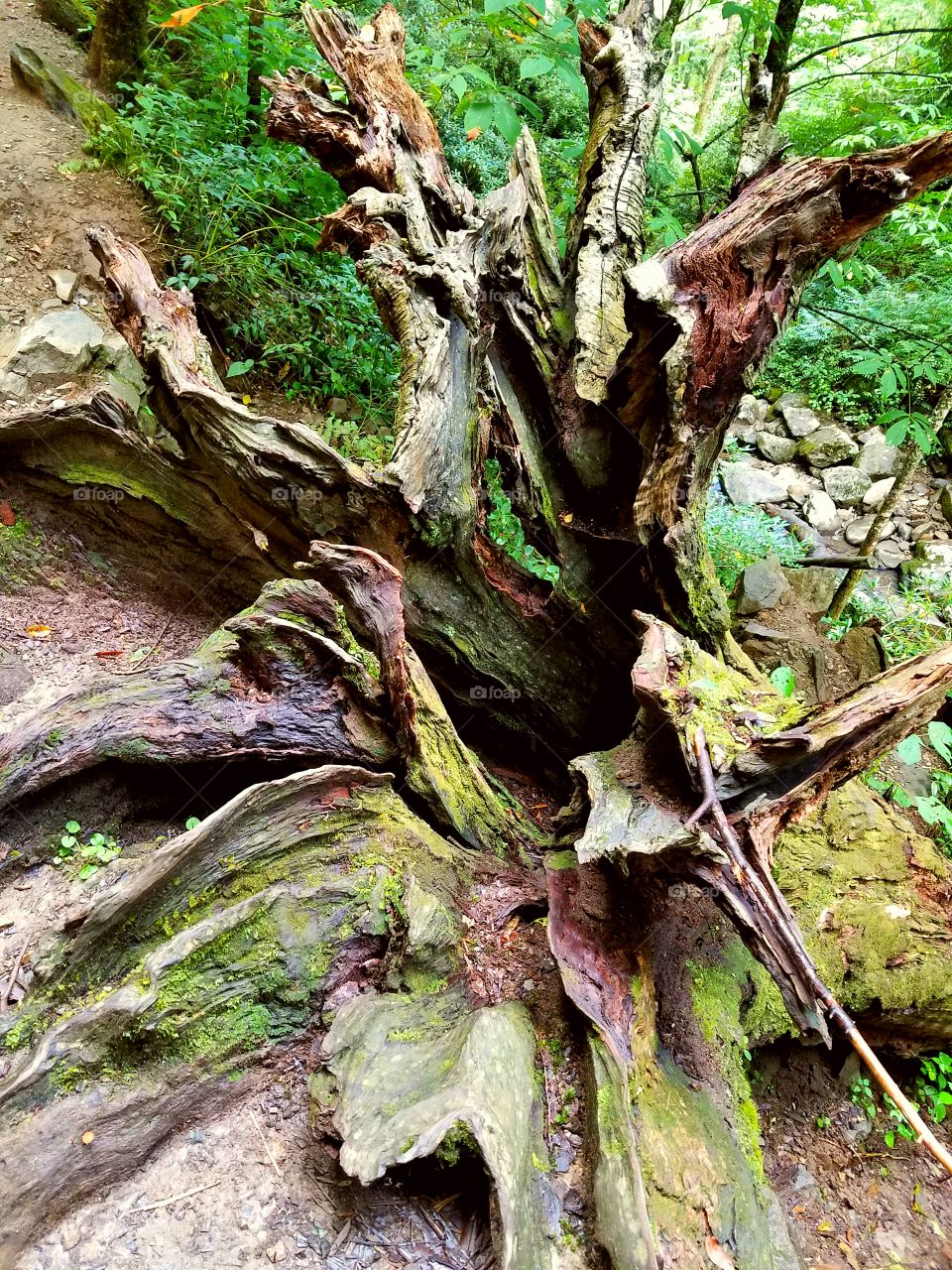 Base of Tree with Roots after tree had fallen covered in green moss