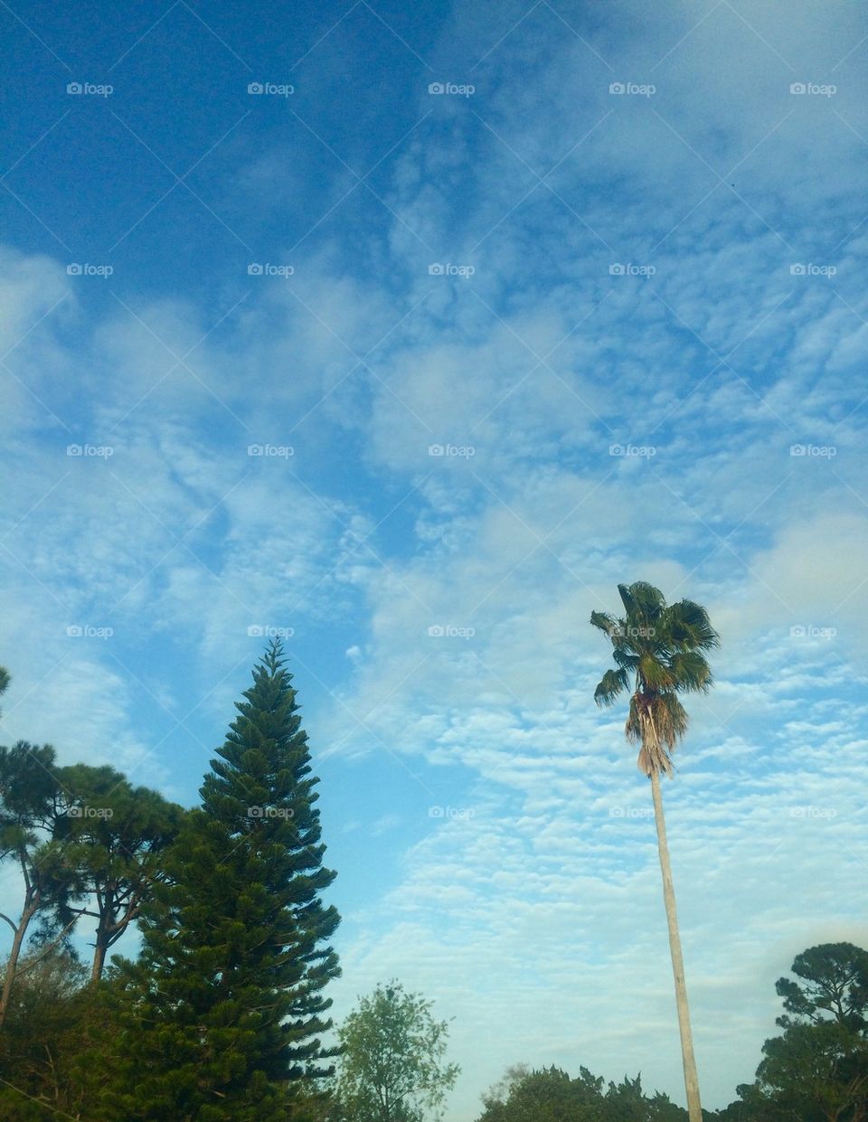 Florida Sky