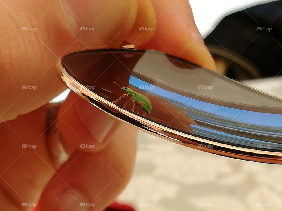 green insect on my sunglasses