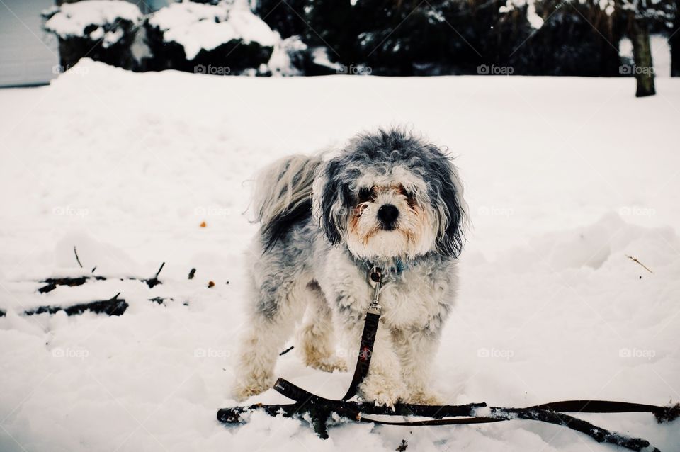 Portrait of dog on snow