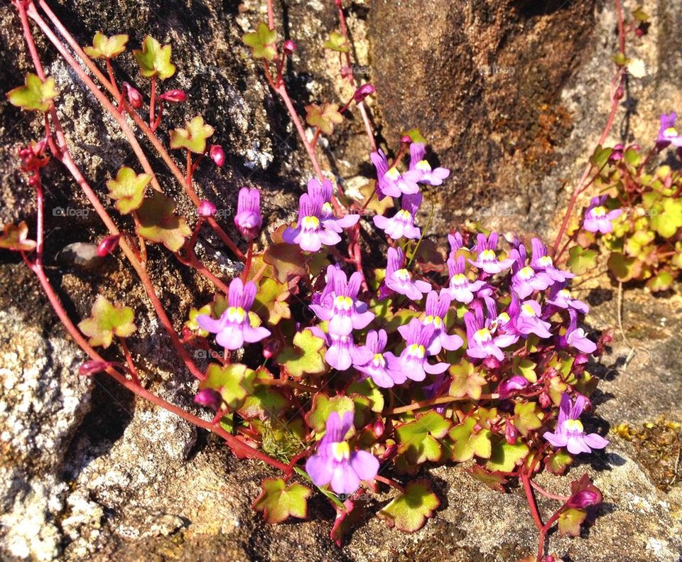 Ivy leaved toadflax