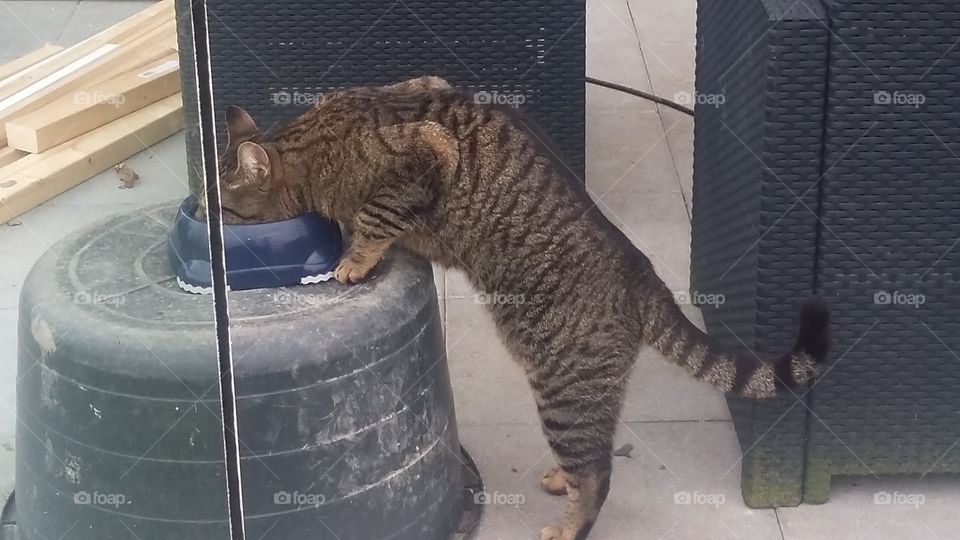 Cat eats from a booster