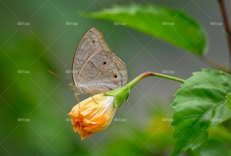butterfly in the flower