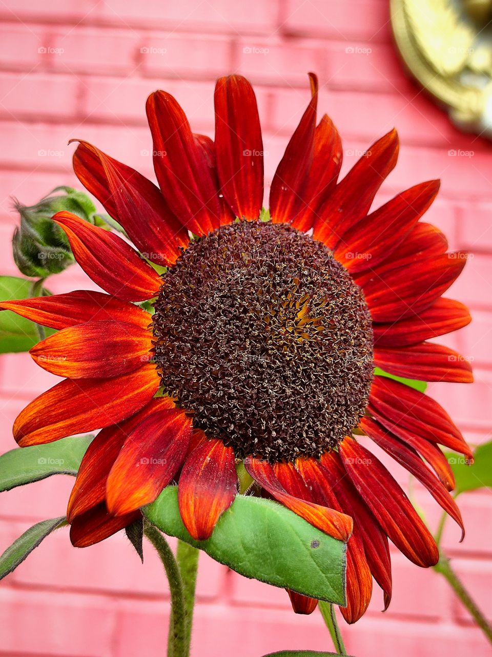 red sunflower