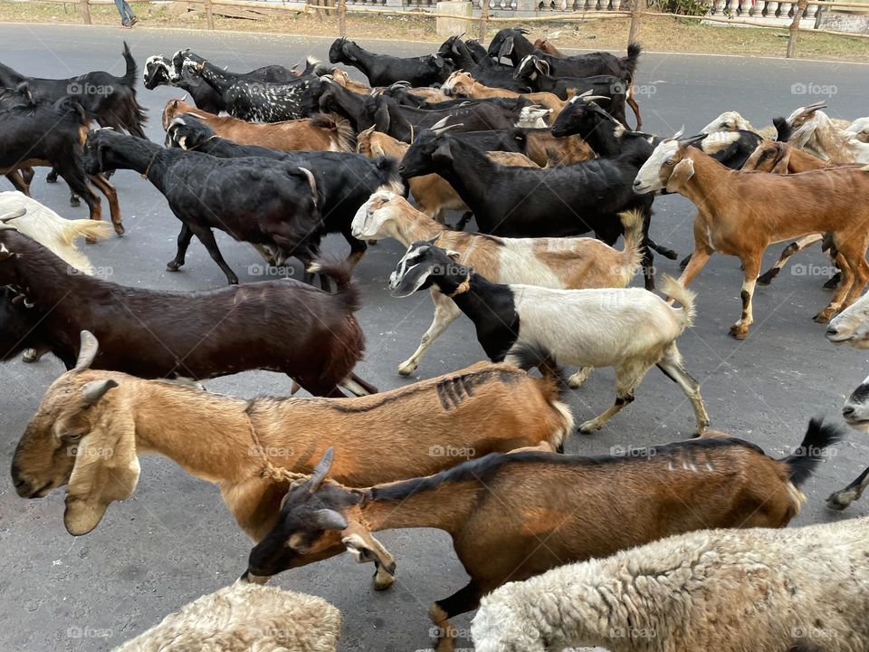 Goat walk