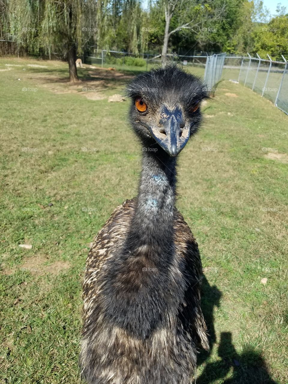 emu bird face