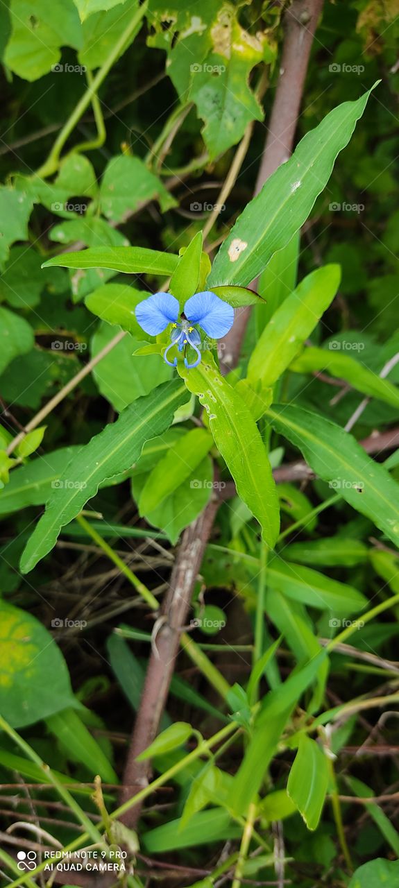 Very beautiful flowers