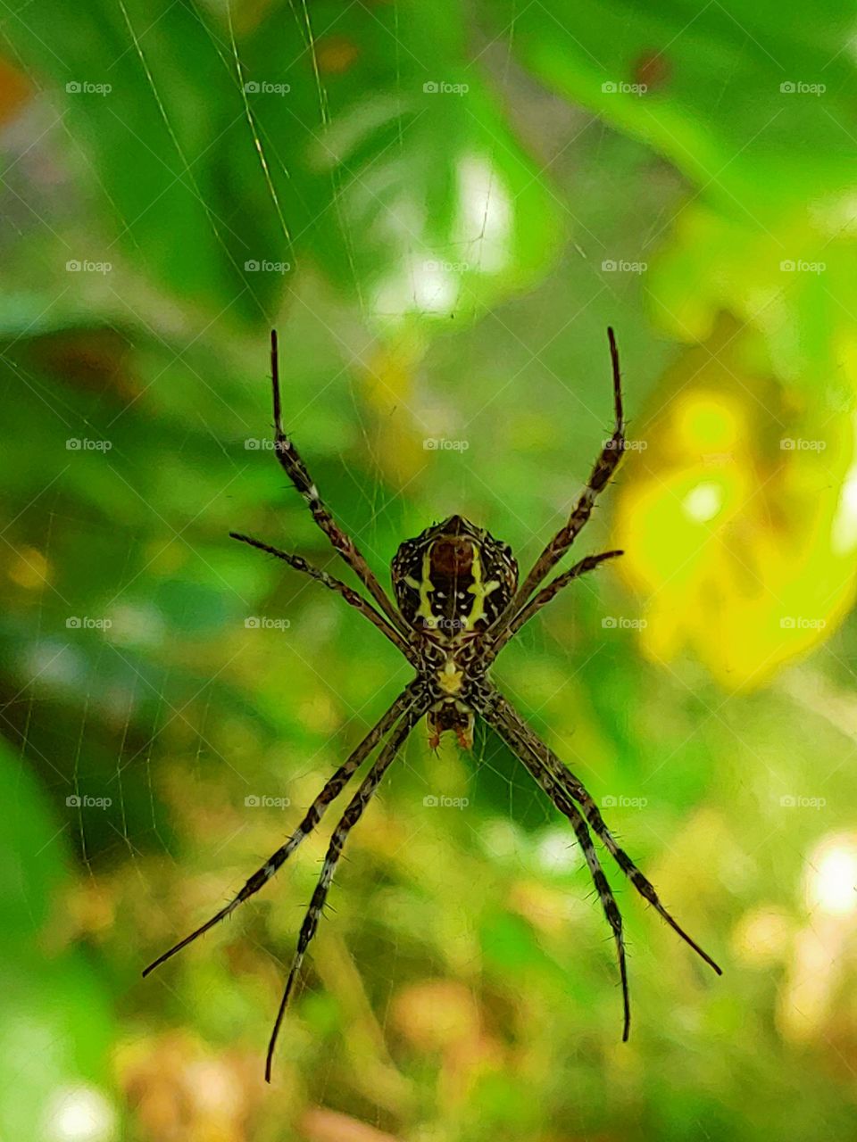 spider captured