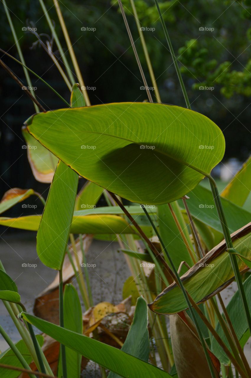 Green leaf