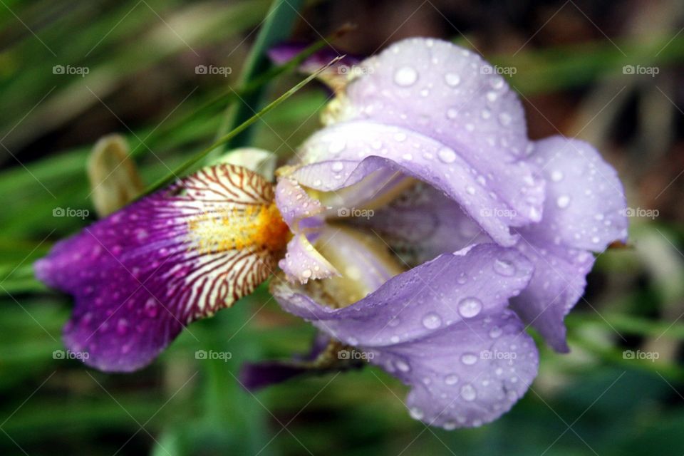 bearded iris in the rain