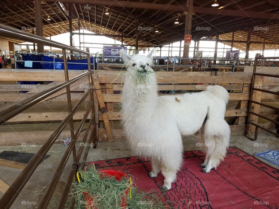 alpaca