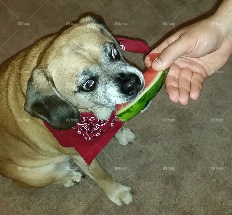 Huxley's first watermelon. Captured when Huxley the puggle got his first taste of watermelon - and he loved it!