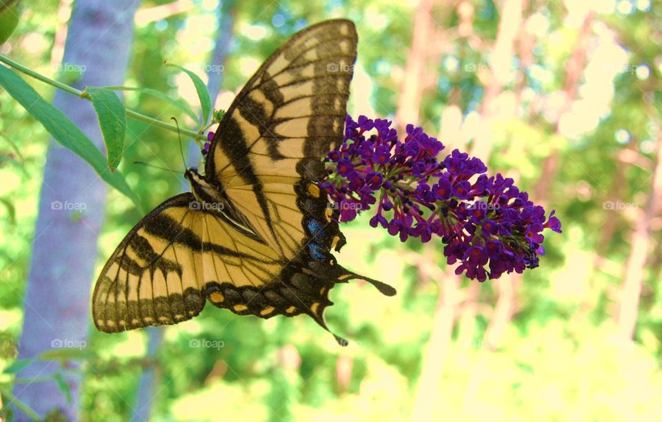 Butterfly on flower