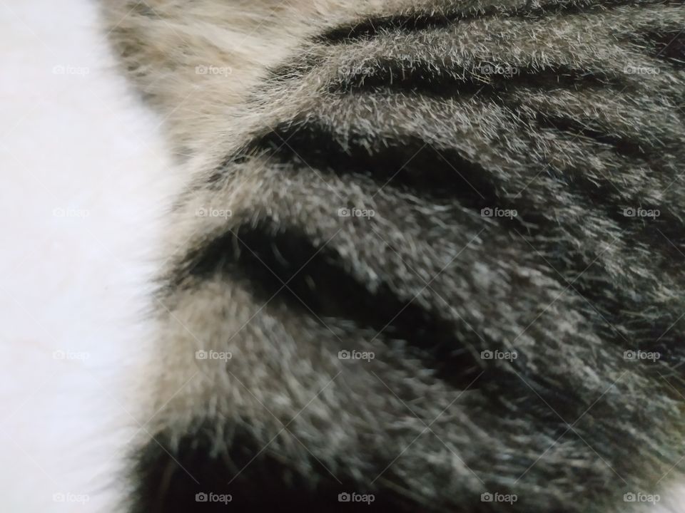 texture fur cat