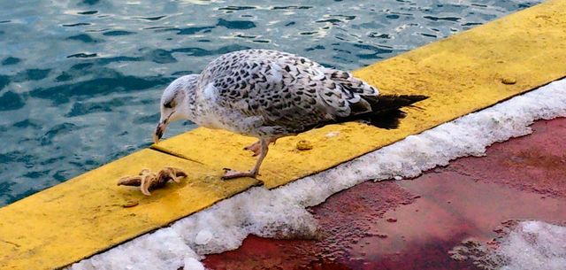 City style 🕊️ Bird🕊️ Sea🕊️