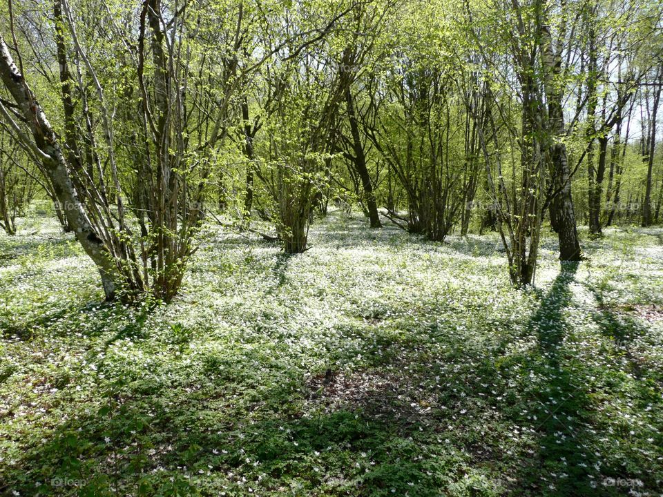 Trees in forest