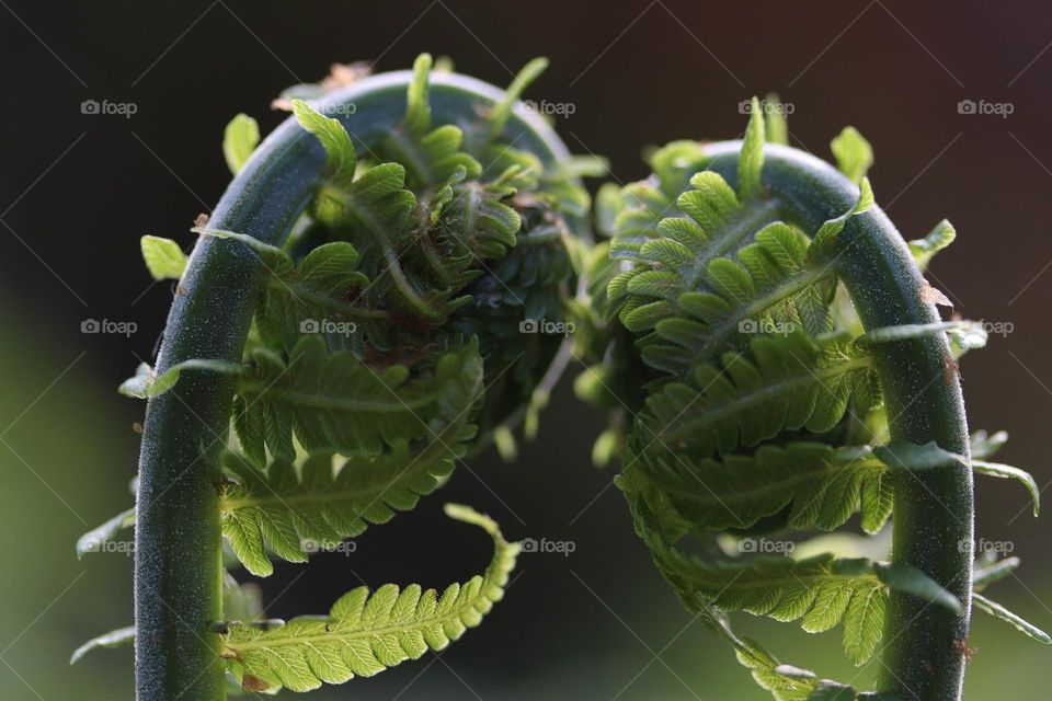 Two fern sprouts