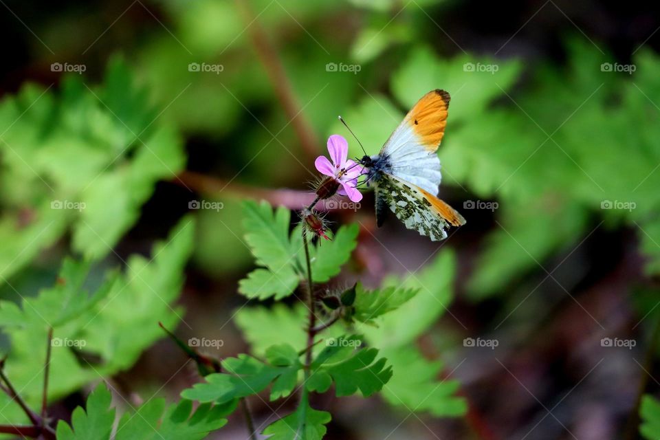 orange Spitzenschmetterling, butterfly