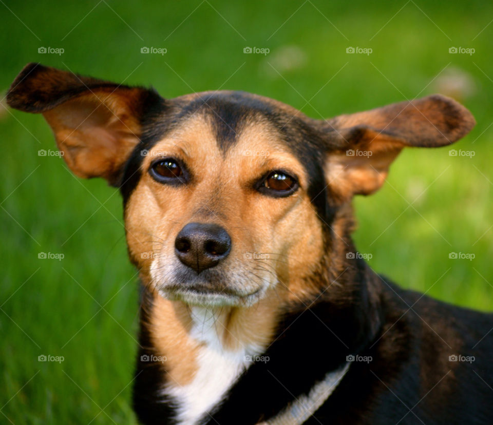 dog white group1 min-pin by refocusphoto