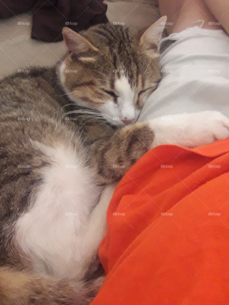 my sweet lady cat hugs and sleep