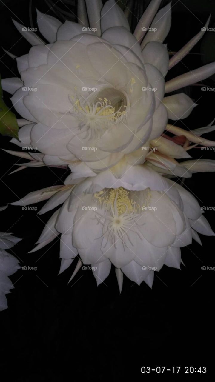 Flower Wijayakusuma