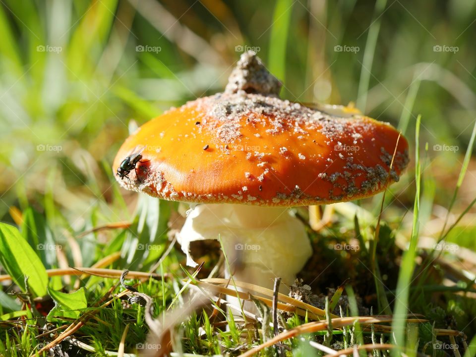 Fly agaric mushroom with fly