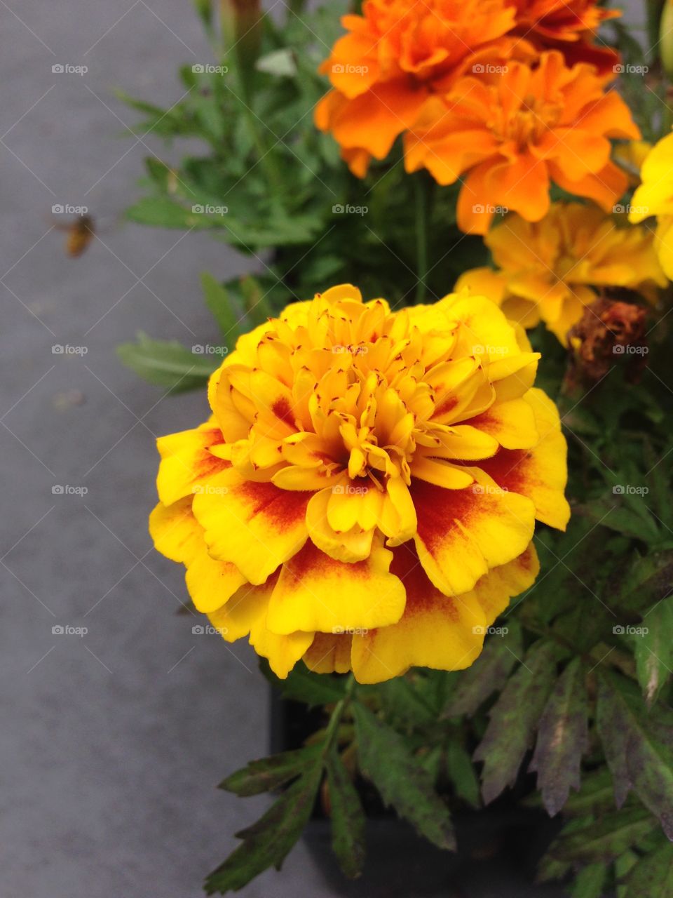 Beautiful . Flower at bloom