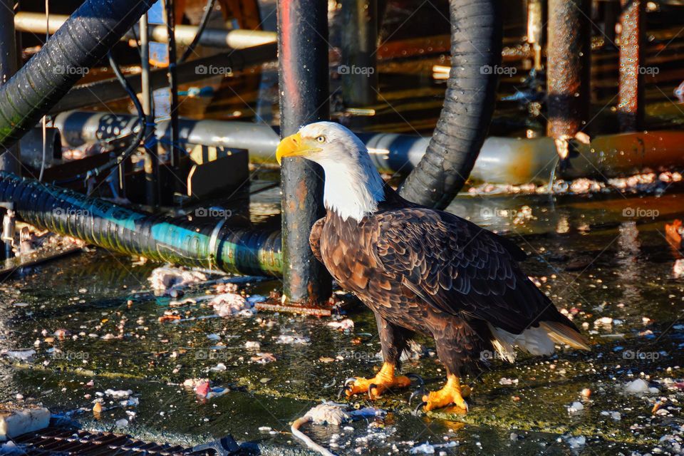 bald eagle and fish plant in Alaska