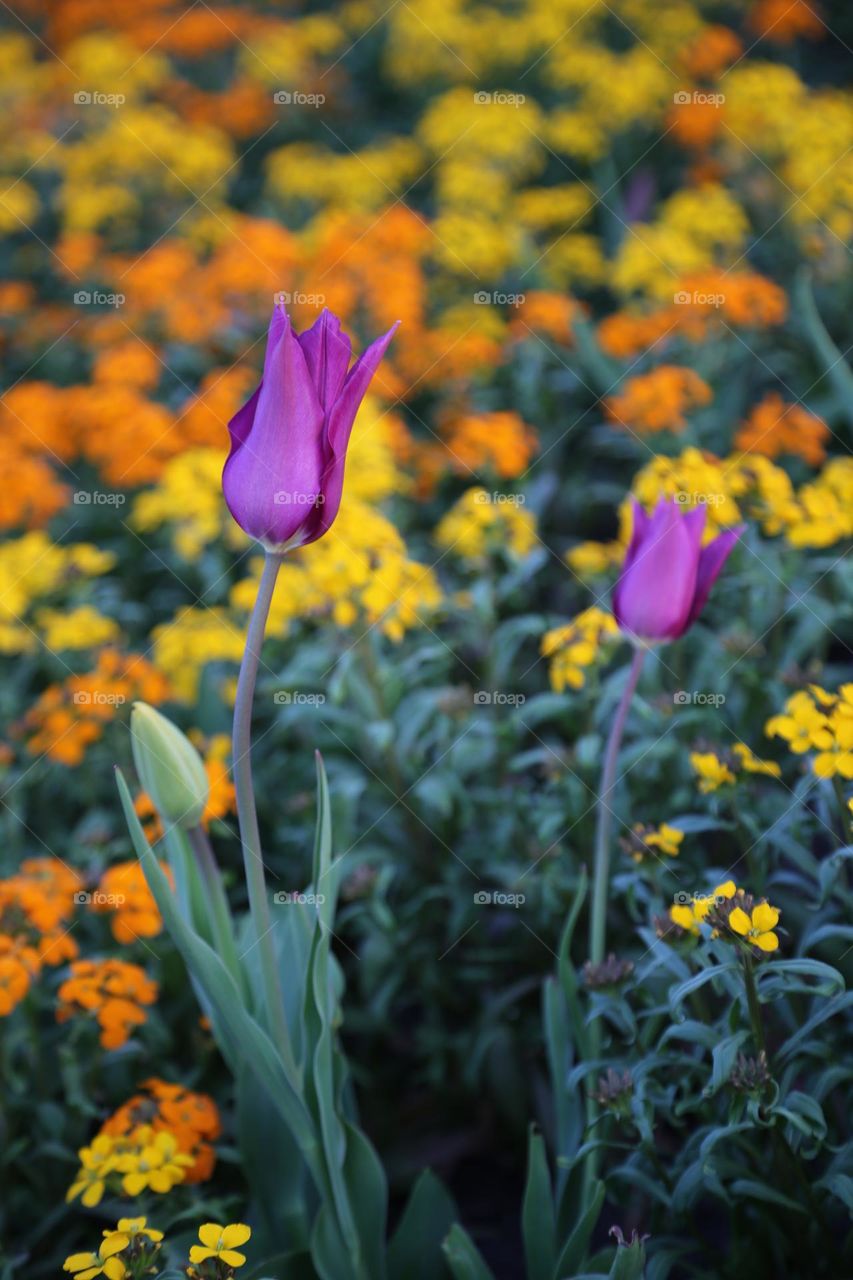 Amazing natural beauty and colors in the garden 