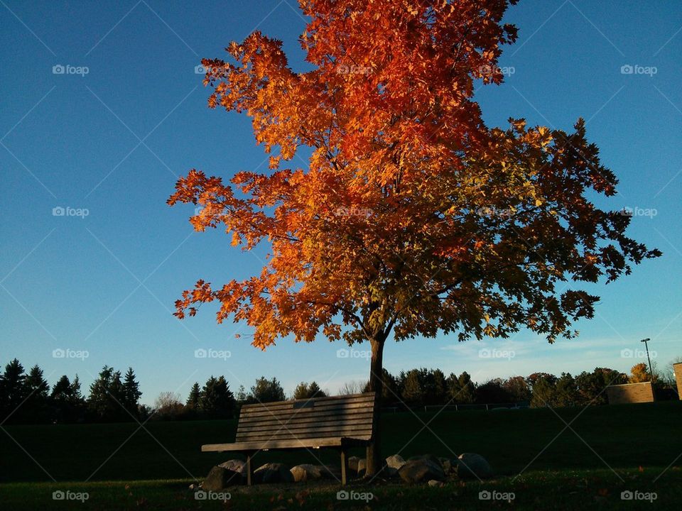 October Maple tree