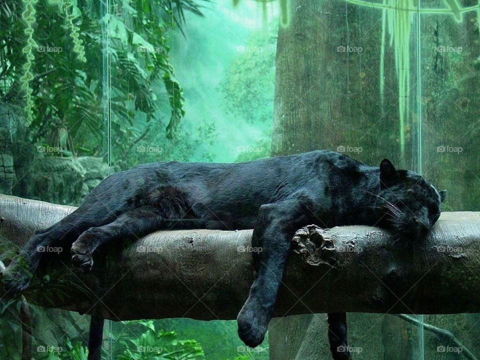 the black tiger is so beutifull in nature