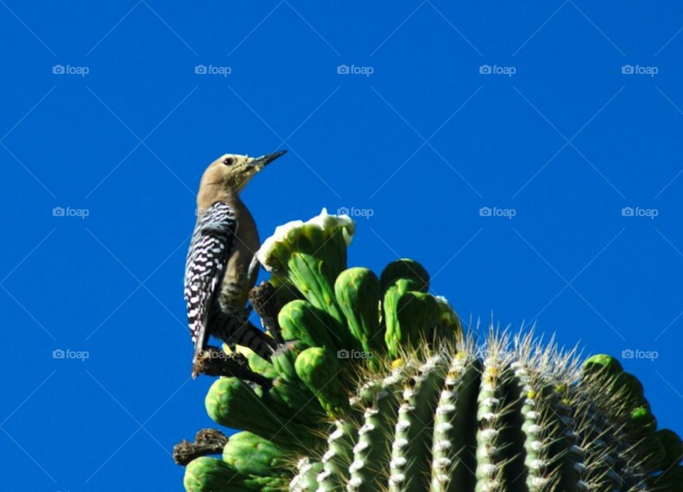 woodpecker sagauro cactus Arizona blooming flower white