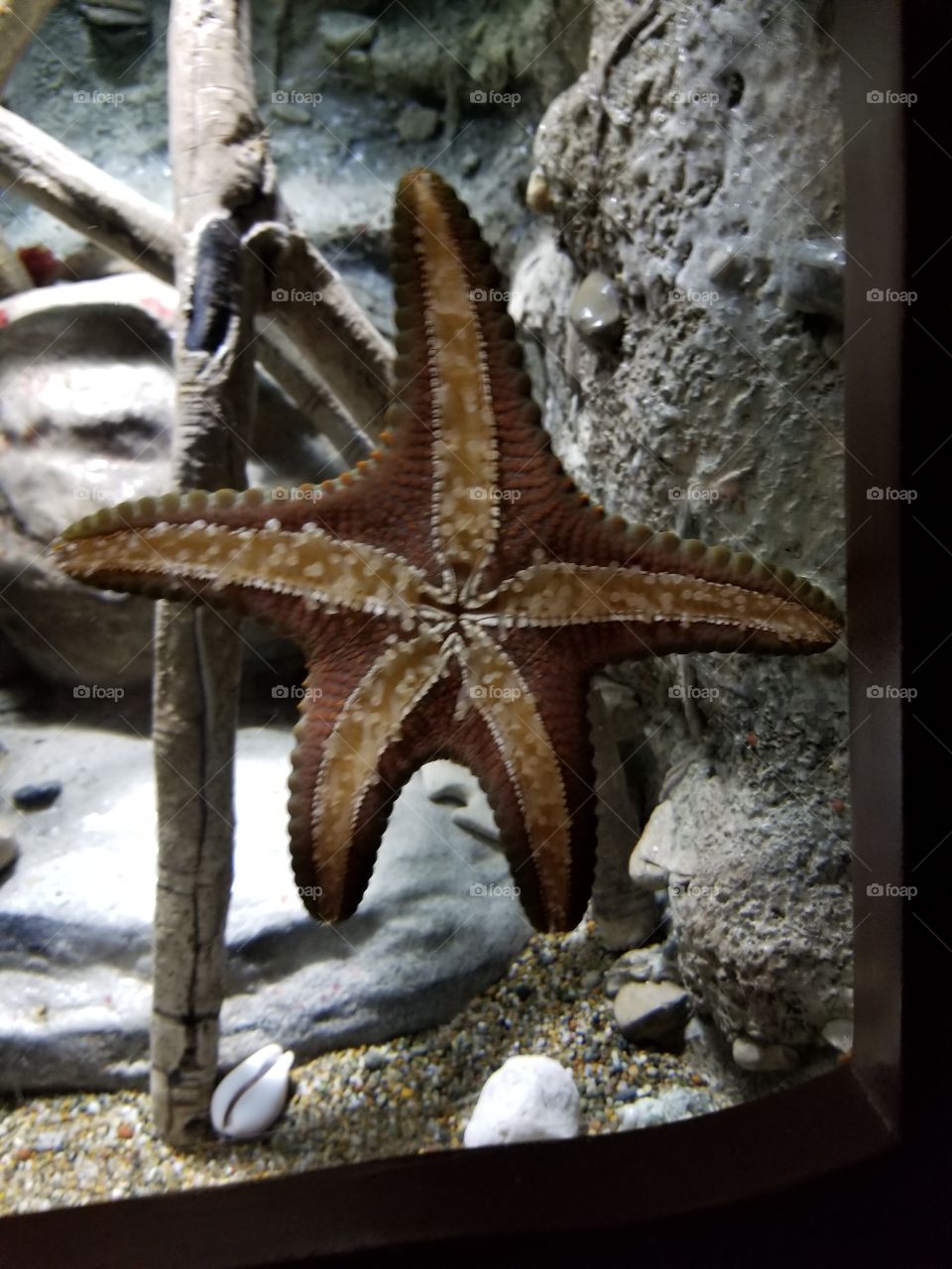 Starfish underside