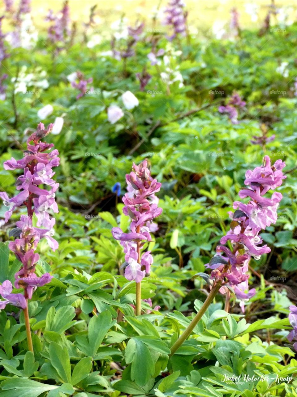 Blüten im Frühling