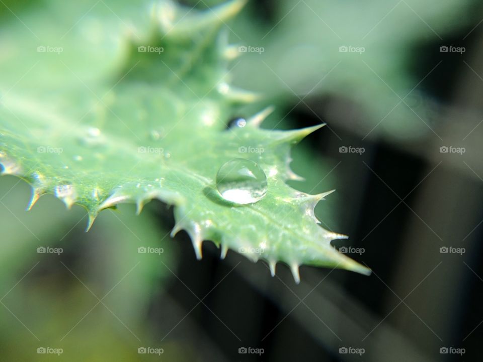 droplet on sharp leaf