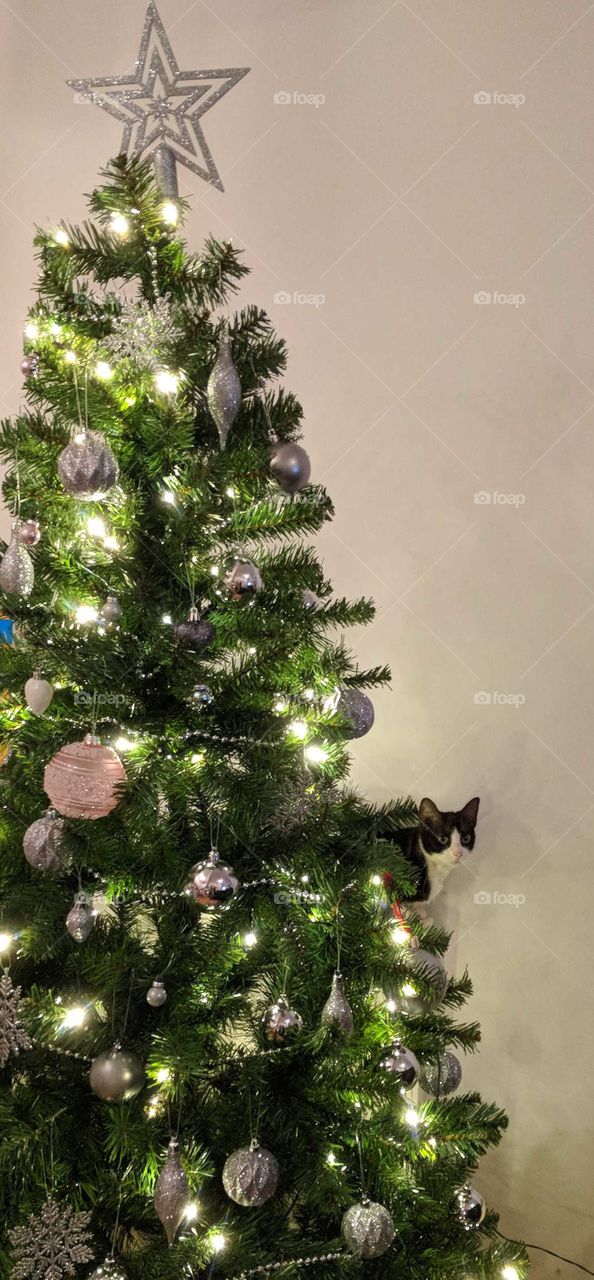 kitten inside Christmas tree. pink and silver, illuminated tree