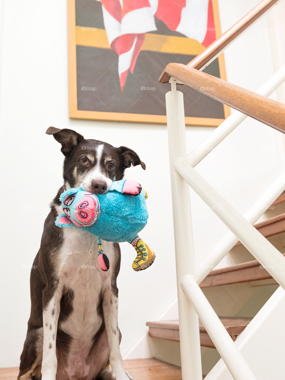 Dog with toy