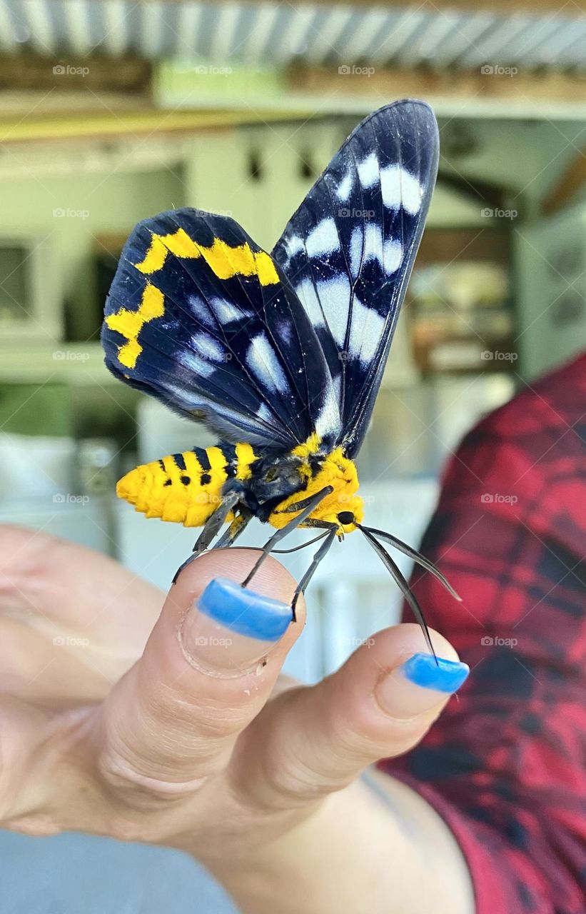 Beautiful Daintree Butterfly 